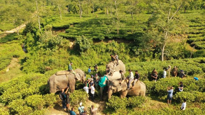 Radio Caller installation around the neck of a wild elephant for the first time