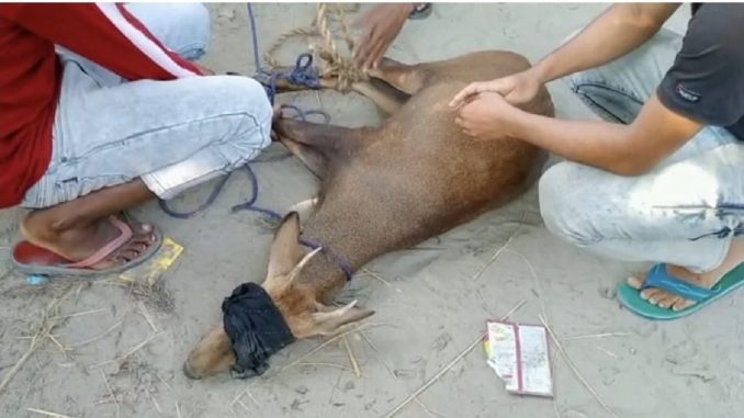 Deer rescued in bishwanath: