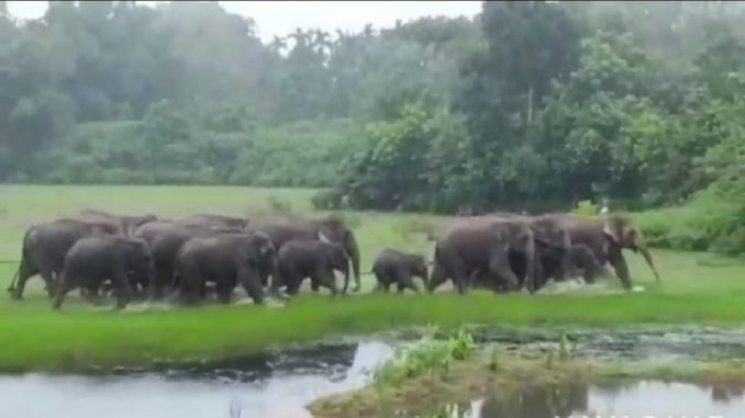 Wild Elephant Tandavlila: Dhaigaon Tilapara village turned into a rubble: