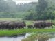 Wild Elephant Tandavlila: Dhaigaon Tilapara village turned into a rubble: